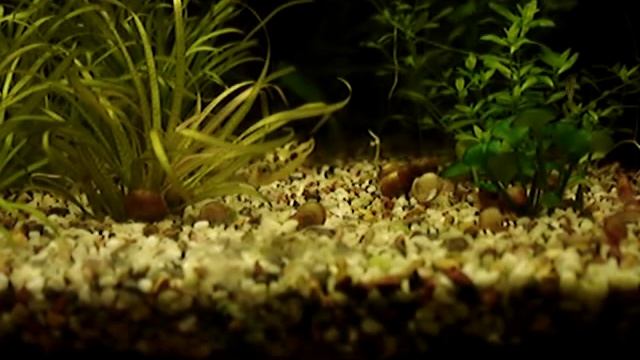 Тетраодон карликовый , Tetraodon Travancoricus , Dwarf Puffers