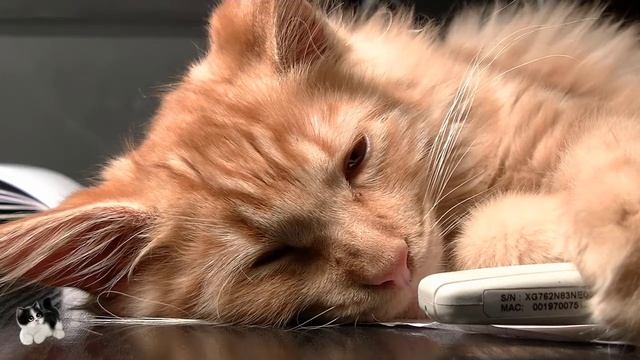 Как дать коту таблетку? Как правильно давать таблетки кошкам? смотреть онлайн