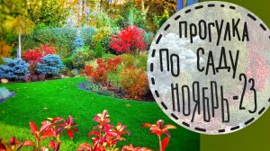 Прогулка по саду #5 Ноябрь 2023 Гортензии, злаки, хвойные, газон