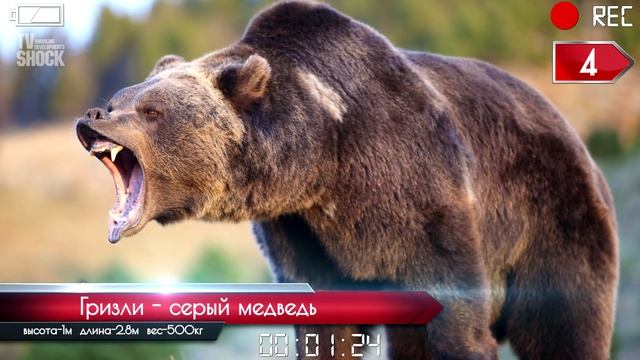 ТОП 10 - САМЫХ БОЛЬШИХ МЕДВЕДЕЙ