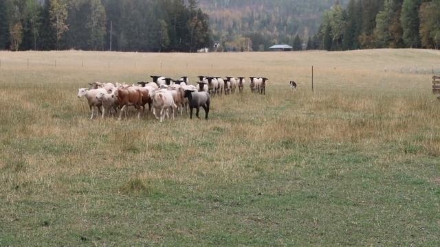 Border Collie Herding Demonstration смотреть онлайн