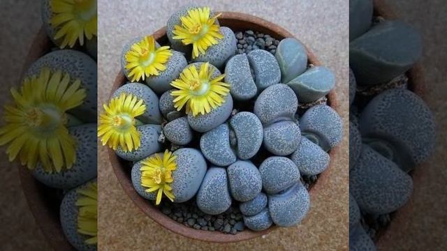 Литопсы. Живые камни - экзотика квартир. смотреть онлайн