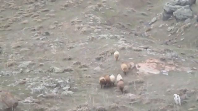 Haji Abasi  Gonde Sinchalye