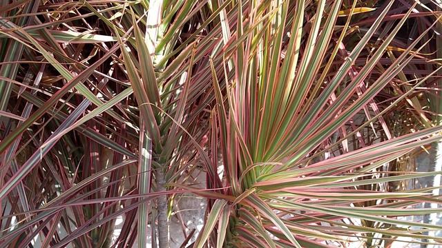 Dracena de Madagascar muito usada em muros . смотреть онлайн