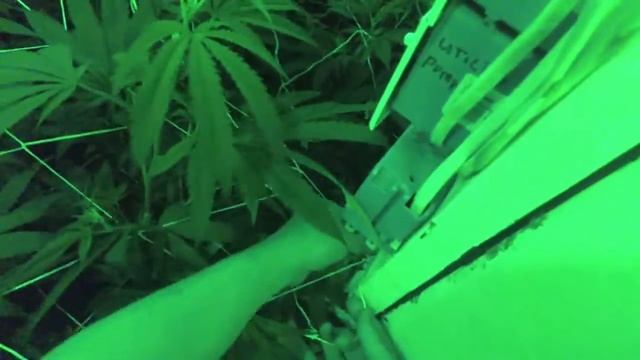 OFG vLog: Newts, Trellis in Green Mode смотреть онлайн