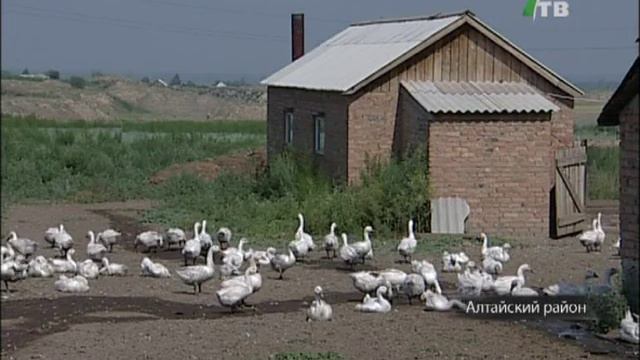Фермер решил разводить гусей в хакасской степи смотреть онлайн