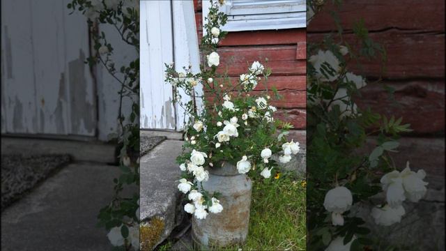 Vanha jenkka смотреть онлайн