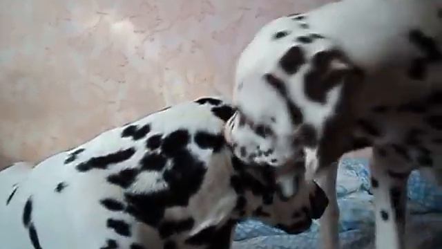 Боня 3 года Глория 3 месяца