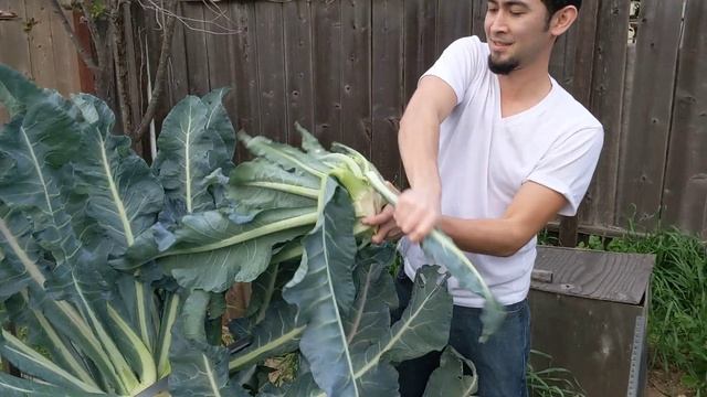 Romanesco harvest смотреть онлайн