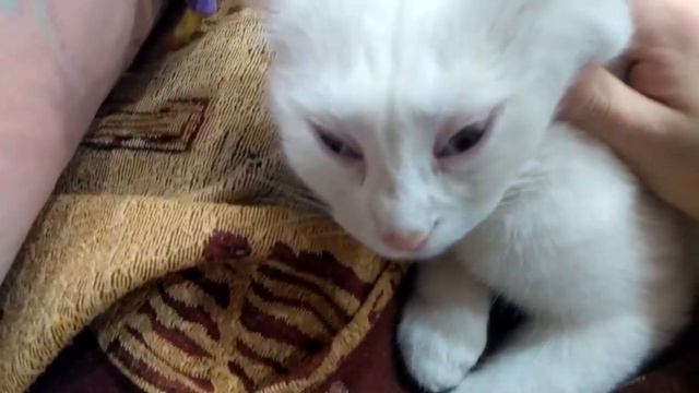 РАССКАЗЫВАЮ КОШКЕ АНЕКДОТ ПРО ЛУПУ И ПУПУ смотреть онлайн