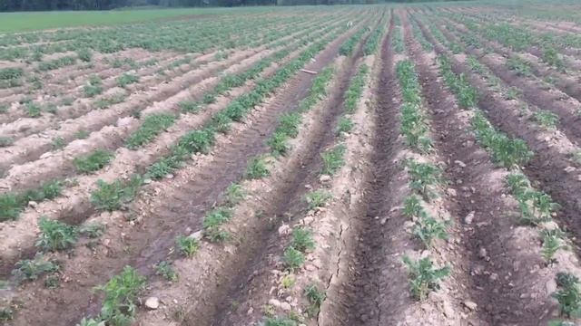 Картофель // сортоиспытание // как посажены делянки сортов // Гермер Фермер смотреть онлайн