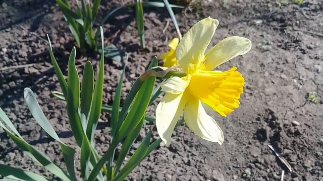 Музыка релакс с пением птиц Wandering And Floating