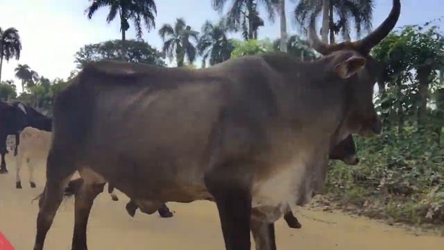 Доминиканская республика смотреть онлайн