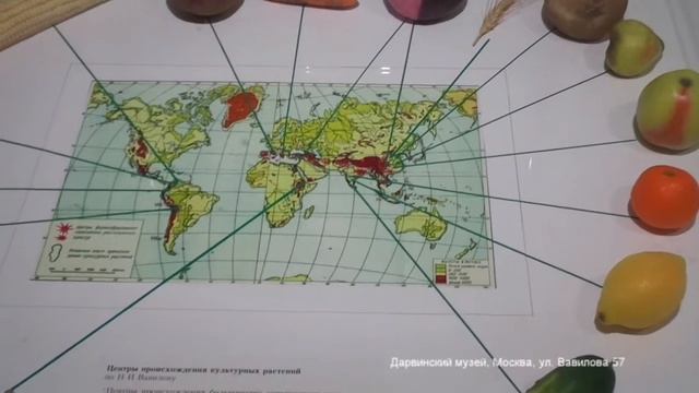 ОТКУДА РОДОМ ОВОЩИ И ФРУКТЫ? Прогулка по Дарвинскому музею. смотреть онлайн