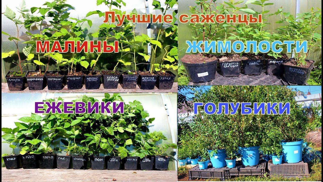 САЖЕНЦЫ МАЛИНЫ, ЖИМОЛОСТИ, ГОЛУБИКИ, ЕЖЕВИКИ КУПИТЬ смотреть онлайн