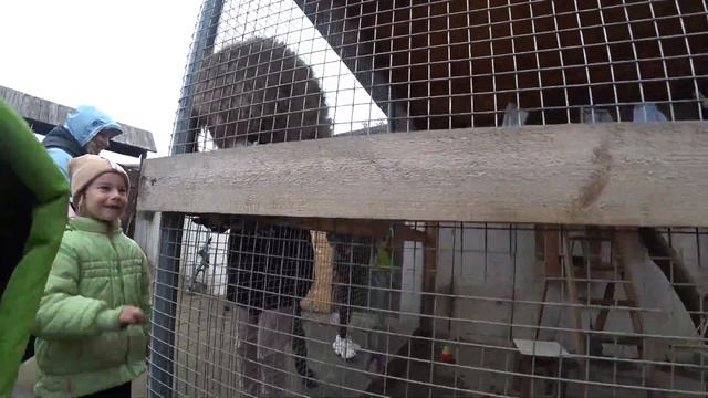 🦢 Поездка в Калинин парк 🦃 #животные #птицы ферма птиц смотреть онлайн
