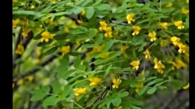 Куст акации с жасмином исп. Куценко Александр смотреть онлайн