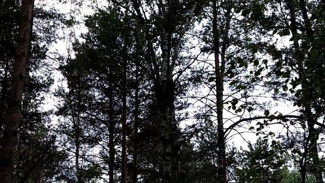 Ездил по Иван чай да по шишки сосновы смотреть онлайн