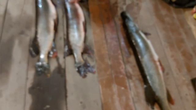 ТРОЙНОЙ ТРОФЕЙ НА ТРОЛЛИНГ