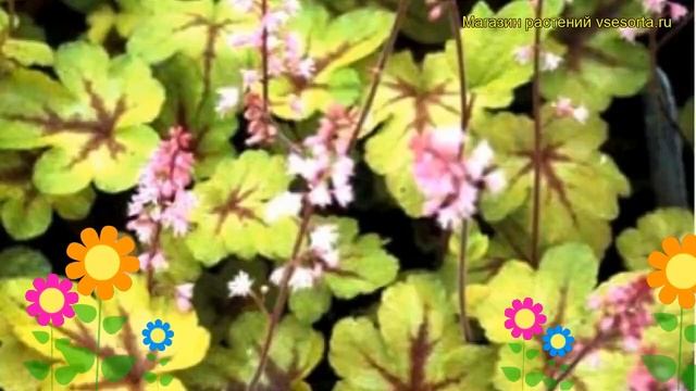 Гейхерелла гибридная Санспот. Краткий обзор, описание характеристик heucherella Sunspot смотреть онлайн