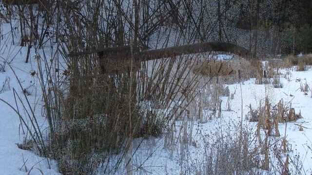 Ивановская область Заволжский район село Заречный (Пырешевский/Морозово/Чеганово/Заречный) лес.фото смотреть онлайн