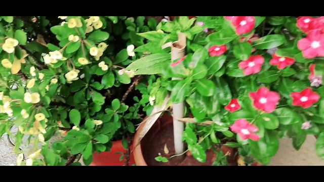 മഴക്ക് മുമ്പ് സംരെക്ഷിക്കേണ്ട പൂച്ചെടികൾ/Rainy Season Plant Care/പൂന്തോട്ടത്തിൽ ഇപ്പോൾ ചെയ്യേണ്ടത് смотреть онлайн