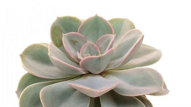 Echeveria ‘Green Pearl’ смотреть онлайн