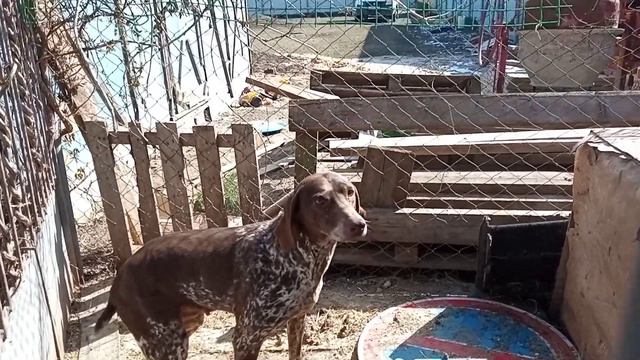 Золушка села на яйца/На Стрелочку напали