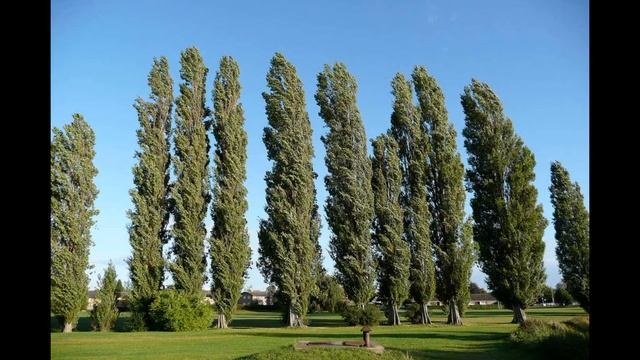 Зачем в СССР сажали так много тополей?