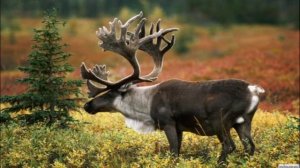 Чукотка"Непутёвые заметки 2"с Дмитрием Крыловым