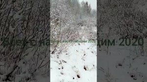 Где лучше всего искать рога лося