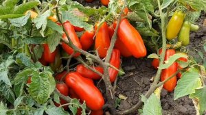 томат Дрова