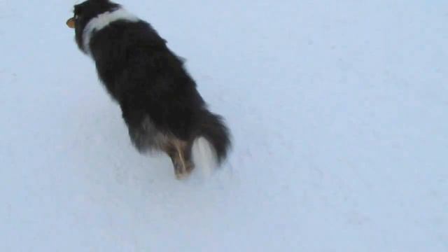 Шел и Элвис, 8 месяцев, колли-шелти-тусовка смотреть онлайн