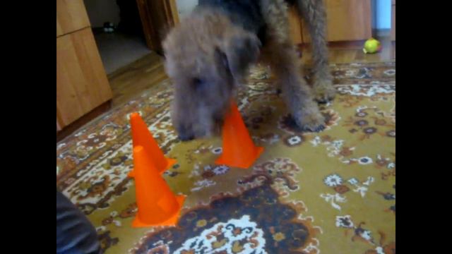 Игра с собакой "в наперстки". Самоизоляционный флешмоб № 3. :-) смотреть онлайн