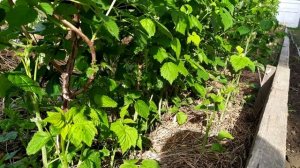 Малиновое дерево Крепыш - выращивание на шпалере 2020 год