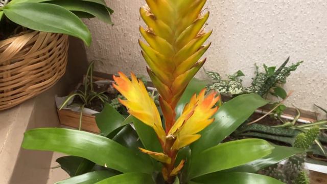 Planta Vriesea " BROMELIA " amarilla смотреть онлайн
