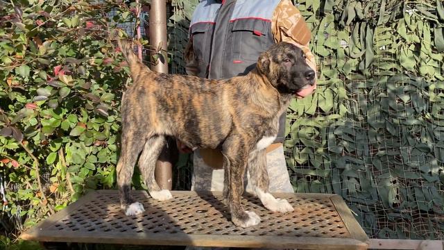 +79157787787.Мамба(красный тигр)от Фаер*Лота.3 мес.21.06.23д.р. БУЛЬДОЗЕР,ТОПАЗ линии.САО/алабай.РК смотреть онлайн