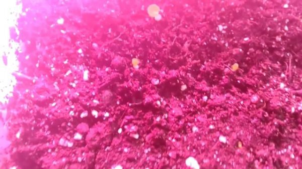 Комнатные растения🌿 и крещенская вода🚿 сеянцы🌸🌺🥀