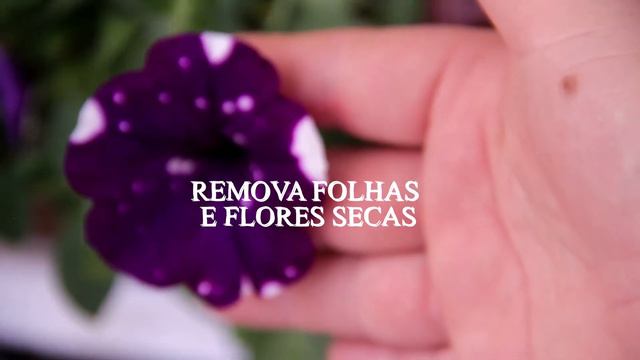 Petúnia Night Sky ou Céu Estrelado - Dicas Simples e Fáceis de cultivo#petunias смотреть онлайн