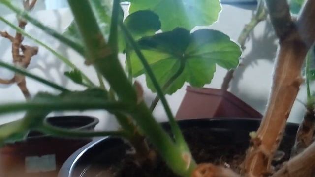 Обрезка пеларгоний осенью. Подробное видео)))) смотреть онлайн