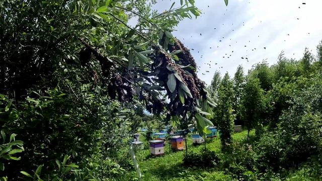 Собрать рой за 10 секунд. смотреть онлайн