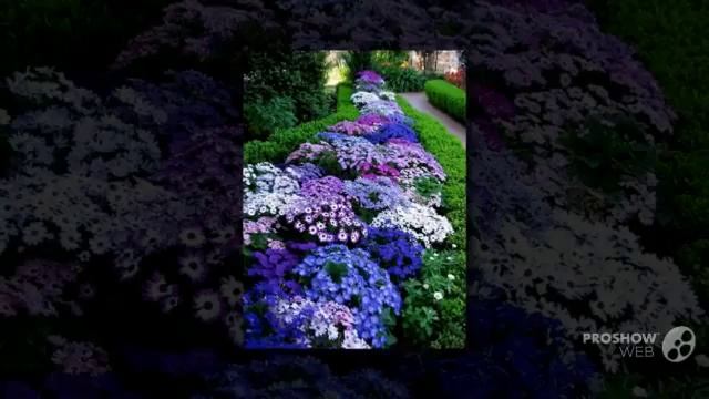 Nolana - garden plants смотреть онлайн