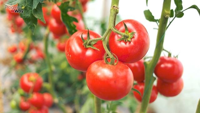 Все Соцветия На Томатах В Миг Завяжутся Гроздями Даже При Жаре! смотреть онлайн