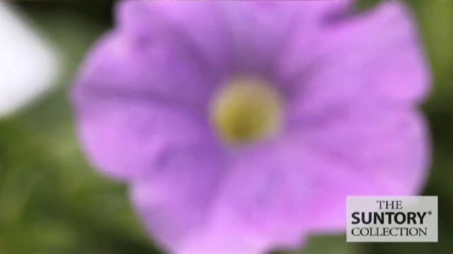 Commercial Grower Tips & Benefits: Surfinia Sky Blue petunia смотреть онлайн