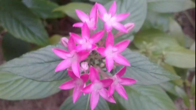 Samsung Galaxy J2 Camera Samples смотреть онлайн