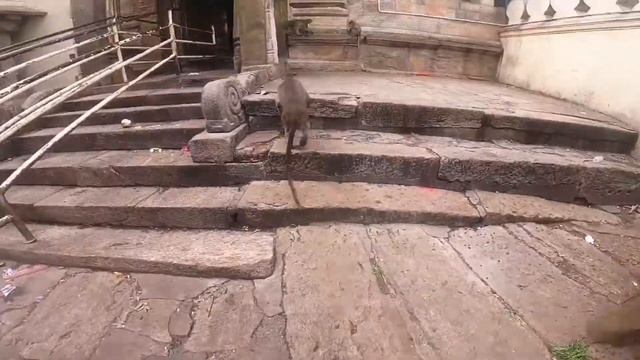 Ashtanga yoga смотреть онлайн