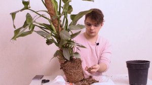 МЕГА Пересадка//Рассказываю подробно про ГРУНТ/Супер Филодендрон