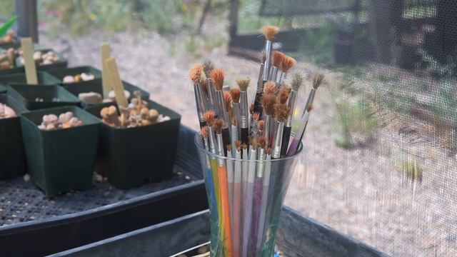 Plants For The Southwest PLANT TOUR — Ep. 334