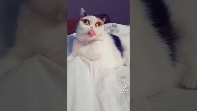 Тик Ток Приколы | Самые Смешные Видео За Все Время | Юмор Для Поднятия Настроения смотреть онлайн