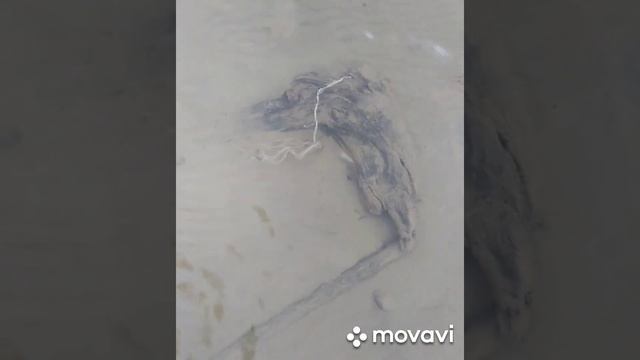 Охота за свинцом в неопреновых крагах смотреть онлайн